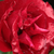 Czerwony  - Róże rabatowe floribunda - Inge Kläger
